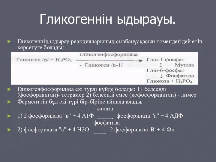 Гликогеннін ыдырауы. Гликогеннің ыдырау реакцияларының сызбанүсқасын төмендегідей етІп көрсетуге болады: Гликогенфосфорилаза