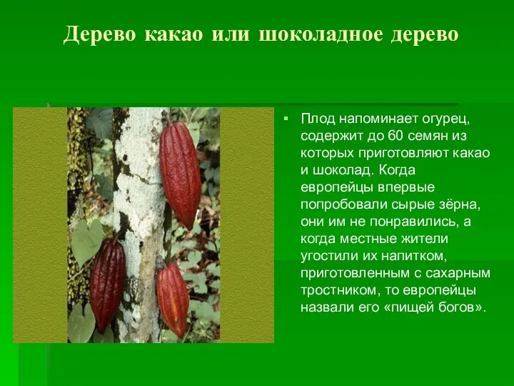 Дерево какао или шоколадное дерево Плод напоминает огурец, содержит до 60