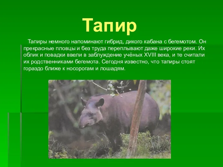 Тапир Тапиры немного напоминают гибрид, дикого кабана с бегемотом. Он прекрасные