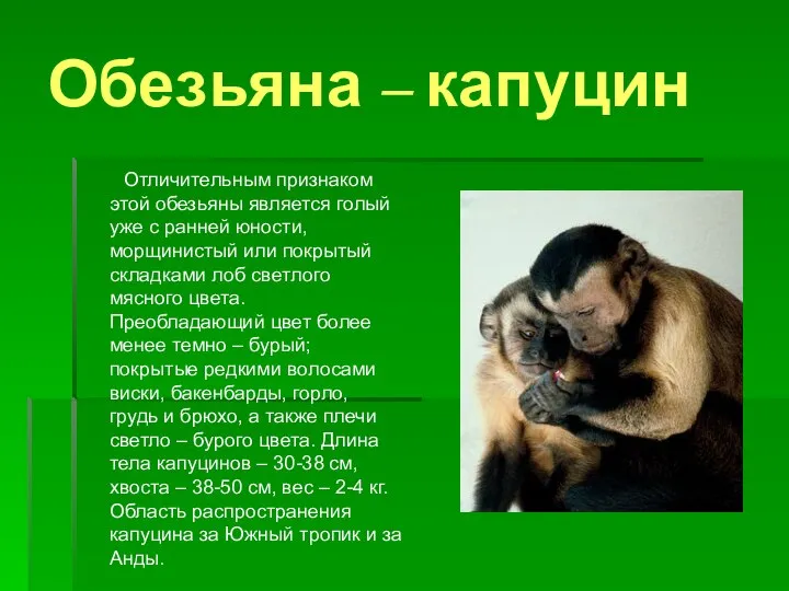 Обезьяна – капуцин Отличительным признаком этой обезьяны является голый уже с