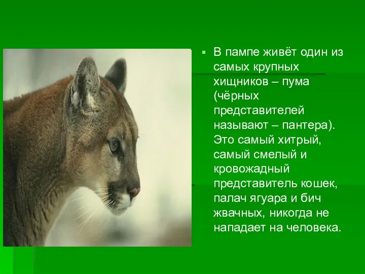 В пампе живёт один из самых крупных хищников – пума (чёрных