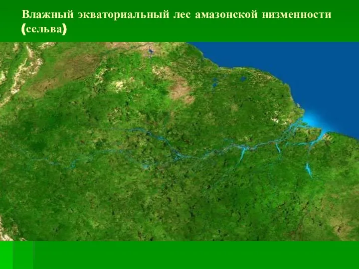Влажный экваториальный лес амазонской низменности (сельва)
