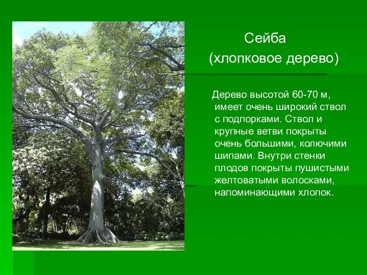 Сейба (хлопковое дерево) Дерево высотой 60-70 м, имеет очень широкий ствол