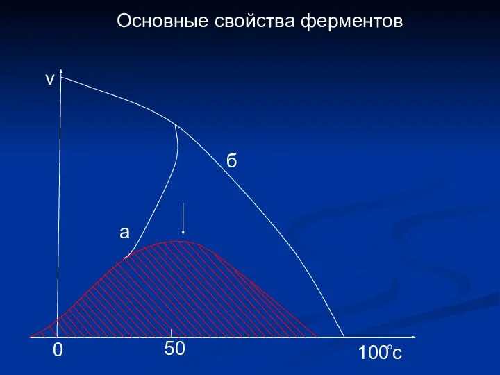 Основные свойства ферментов а б v 100 0 c 50