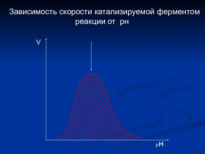 Зависимость скорости катализируемой ферментом реакции от рн рн V