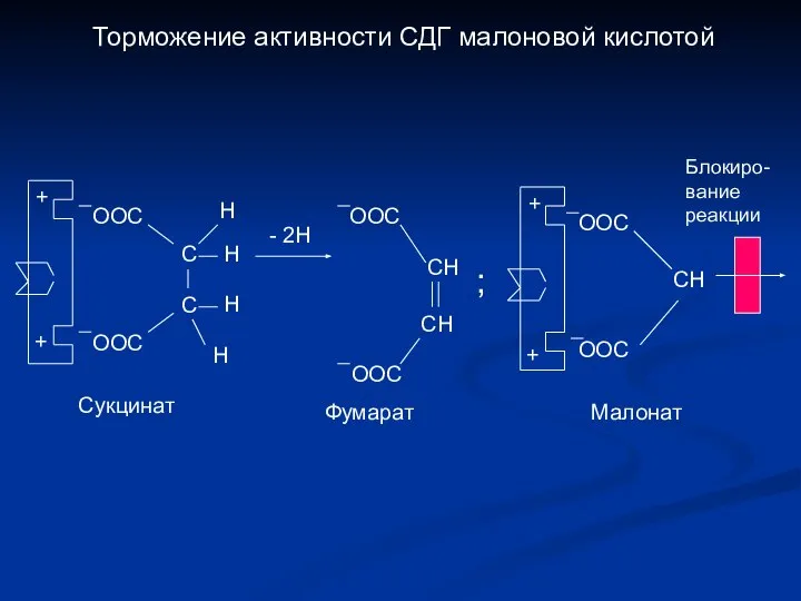 Торможение активности СДГ малоновой кислотой + + ООС ООС С С