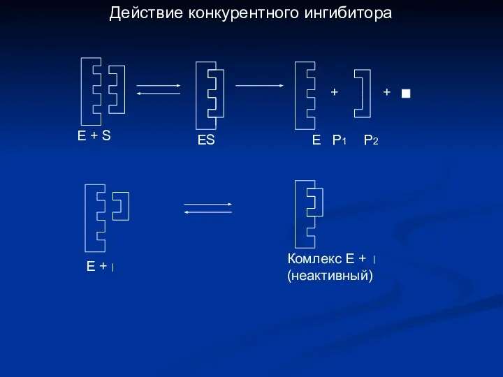 + + Е + Комлекс Е + (неактивный) Е + S