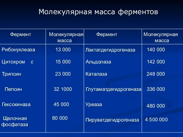 Фермент Молекулярная масса Фермент Молекулярная масса Рибонуклеаза 13 000 Лактатдегидрогеназа 140