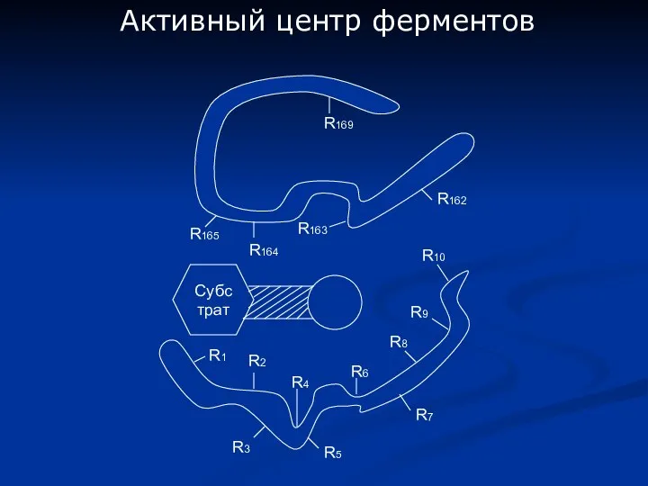 Активный центр ферментов Субстрат R1 R2 R3 R5 R4 R6 R7