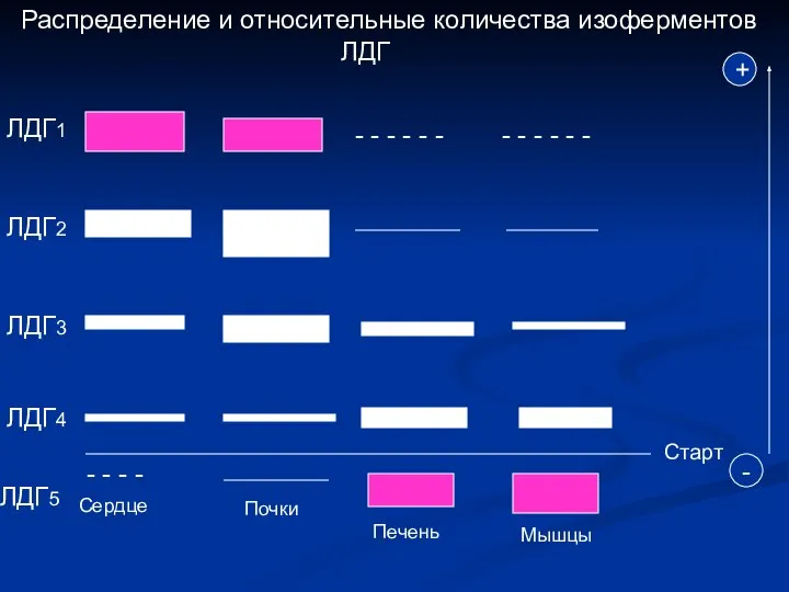 Распределение и относительные количества изоферментов ЛДГ ЛДГ1 - - - -