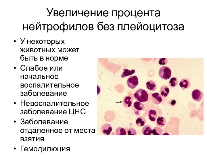 Увеличение процента нейтрофилов без плейоцитоза У некоторых животных может быть в