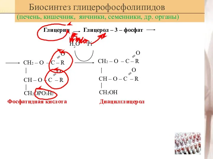 Биосинтез глицерофосфолипидов (печень, кишечник, яичники, семенники, др. органы) Глицерин Глицерол –