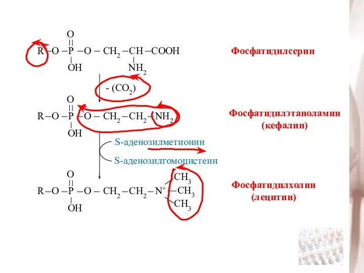 Фосфатидилсерин - (СО2) Фосфатидилэтаноламин (кефалин) Фосфатидилхолин (лецитин) S-аденозилметионин S-аденозилгомоцистеин