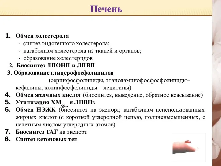 Печень Обмен холестерола - синтез эндогенного холестерола; - катаболизм холестерола из