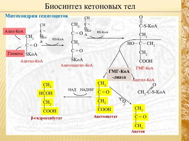 Митохондрия гепатоцитов Биосинтез кетоновых тел HS-KoA ГМГ-КоА -лиаза НАДHH+ НАД -СО2 HS-KoA Ацил-КоА Глюкоза