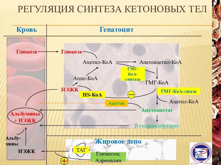 РЕГУЛЯЦИЯ СИНТЕЗА КЕТОНОВЫХ ТЕЛ Гепатоцит Кровь Глюкоза Глюкоза Ацетил-КоА Ацетоацетил-КоА ГМГ-КоА