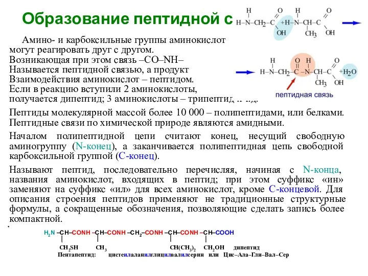 Образование пептидной связи Амино- и карбоксильные группы аминокислот могут реагировать друг