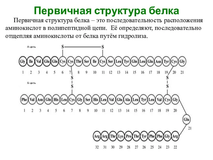 Первичная структура белка Первичная структура белка – это последовательность расположения аминокислот