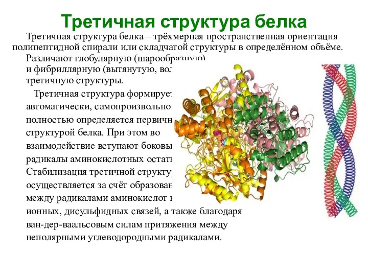 Третичная структура белка Третичная структура белка – трёхмерная пространственная ориентация полипептидной