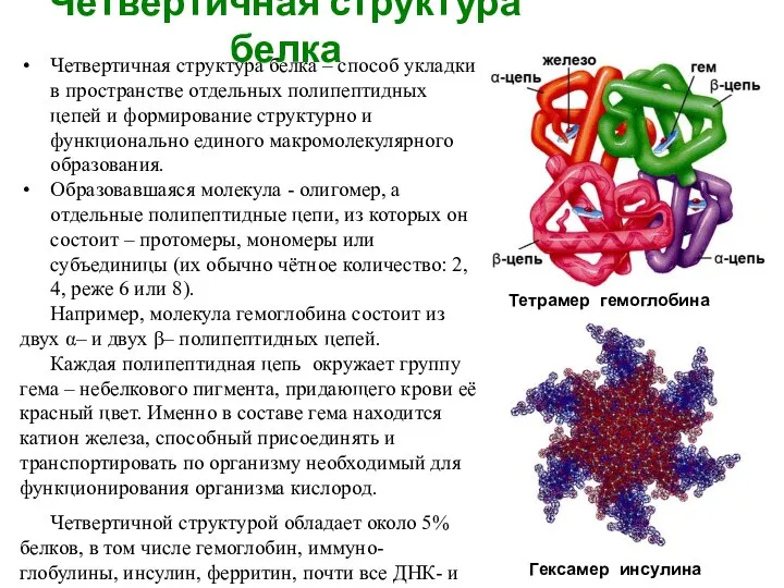 Четвертичная структура белка Четвертичная структура белка – способ укладки в пространстве