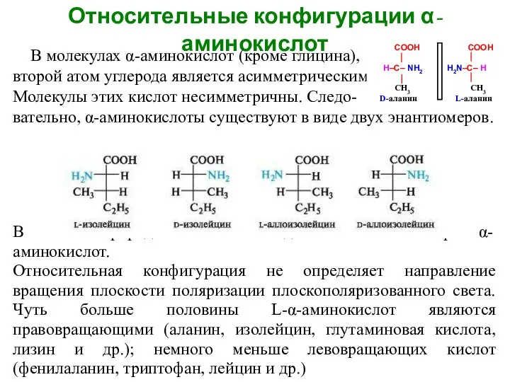 Относительные конфигурации α-аминокислот В молекулах α-аминокислот (кроме глицина), второй атом углерода