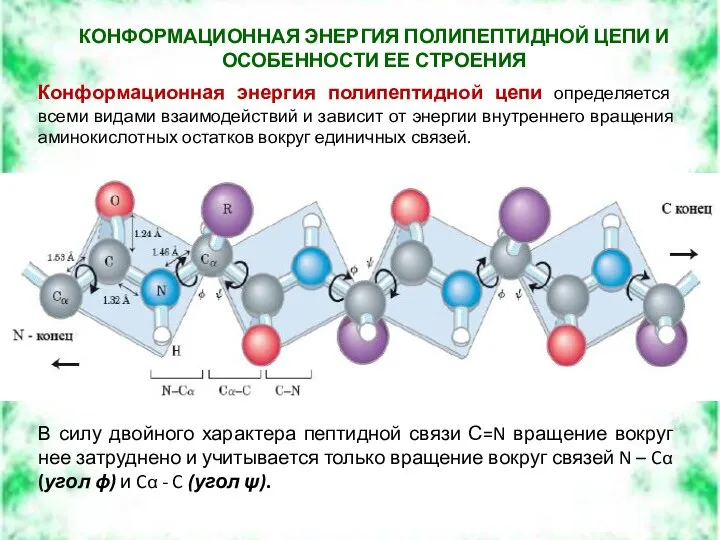 КОНФОРМАЦИОННАЯ ЭНЕРГИЯ ПОЛИПЕПТИДНОЙ ЦЕПИ И ОСОБЕННОСТИ ЕЕ СТРОЕНИЯ Конформационная энергия полипептидной