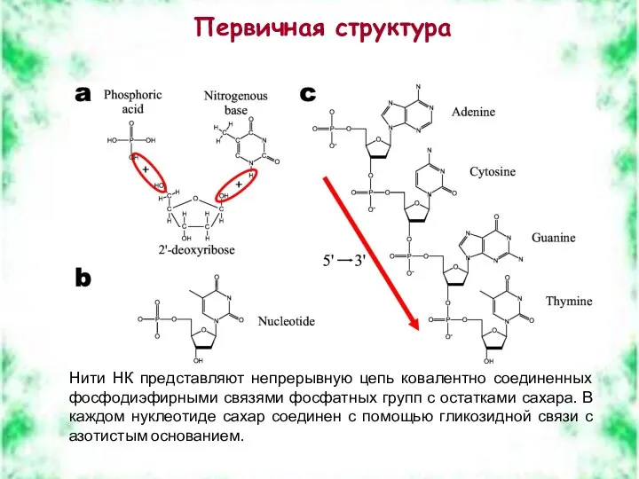 Первичная структура Нити НК представляют непрерывную цепь ковалентно соединенных фосфодиэфирными связями