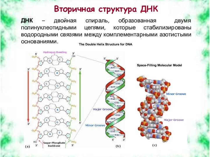 Вторичная структура ДНК ДНК – двойная спираль, образованная двумя полинуклеотидными цепями,