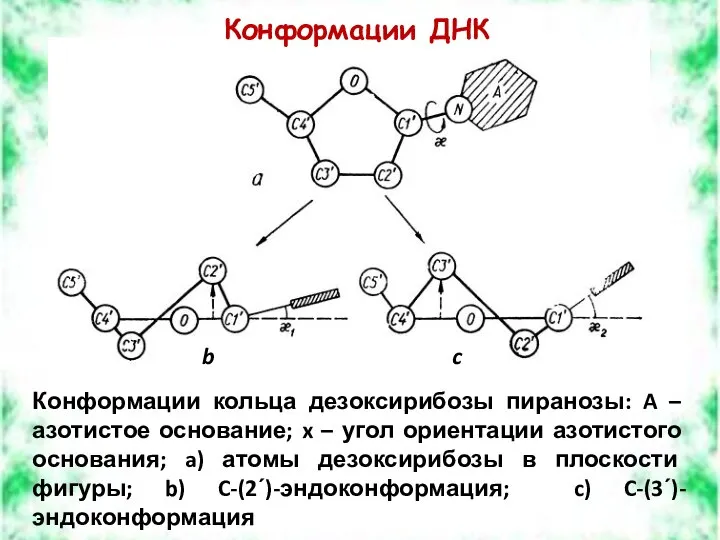 Конформации ДНК Конформации кольца дезоксирибозы пиранозы: A – азотистое основание; x