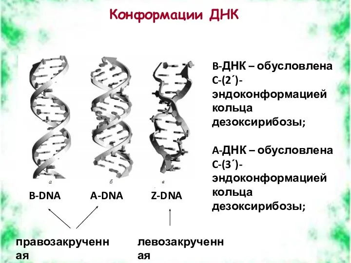 Конформации ДНК B-DNA A-DNA Z-DNA B-ДНК – обусловлена C-(2ʹ)-эндоконформацией кольца дезоксирибозы;