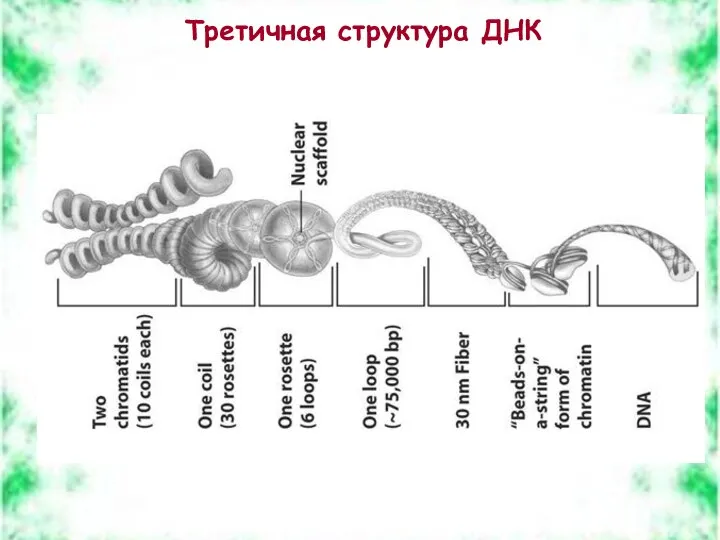 Третичная структура ДНК