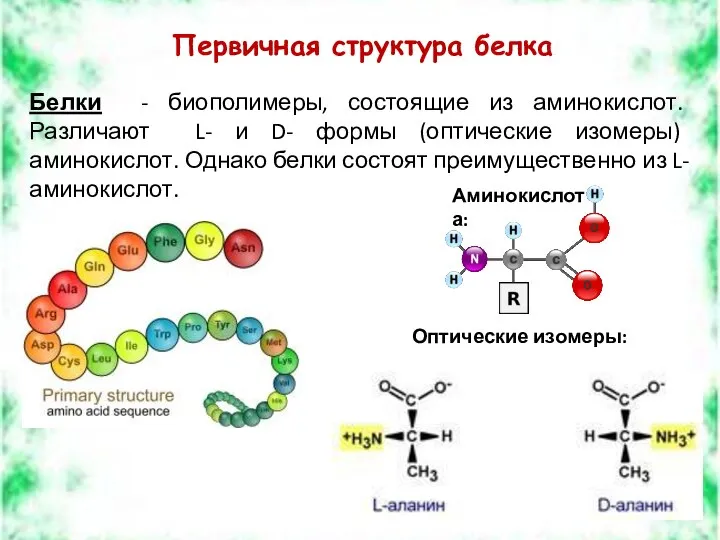 Первичная структура белка Белки - биополимеры, состоящие из аминокислот. Различают L-