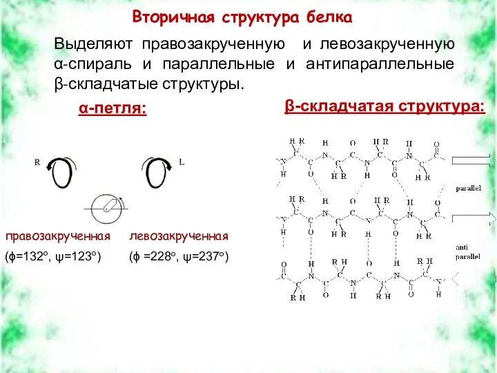 правозакрученная (ϕ=132о, ψ=123о) левозакрученная (ϕ =228о, ψ=237о) Вторичная структура белка Выделяют