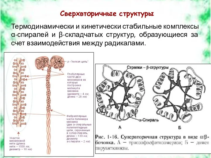 Сверхвторичные структуры Термодинамически и кинетически стабильные комплексы α-спиралей и β-складчатых структур,