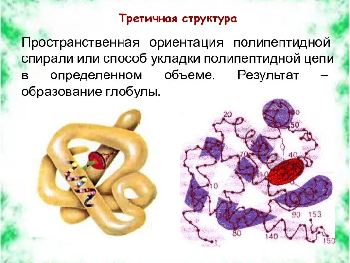 Третичная структура Пространственная ориентация полипептидной спирали или способ укладки полипептидной цепи