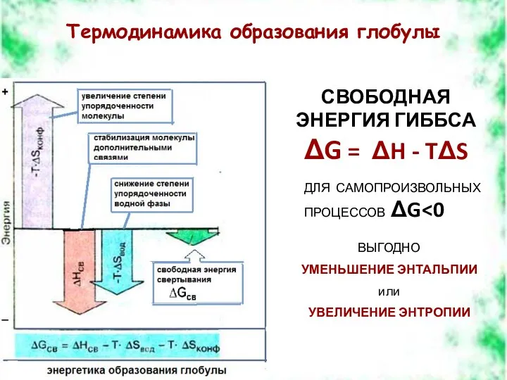 Термодинамика образования глобулы СВОБОДНАЯ ЭНЕРГИЯ ГИББСА ΔG = ΔH - TΔS