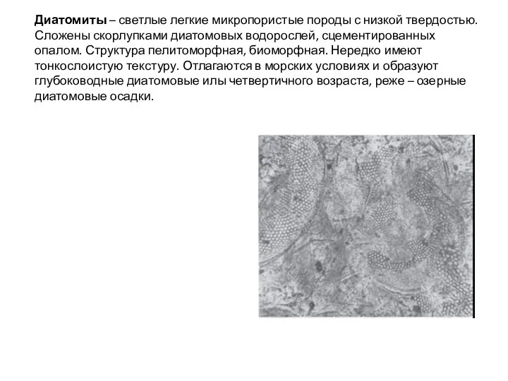 Диатомиты – светлые легкие микропористые породы с низкой твердостью. Сложены скорлупками