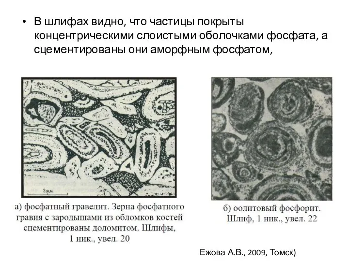В шлифах видно, что частицы покрыты концентрическими слоистыми оболочками фосфата, а