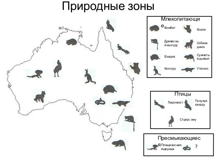 Природные зоны Млекопитающие Вомбат Древесный кенгуру Ехидна Кенгуру Коала Собака динго