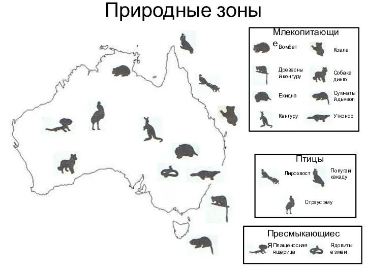 Природные зоны Млекопитающие Вомбат Древесный кенгуру Ехидна Кенгуру Коала Собака динго