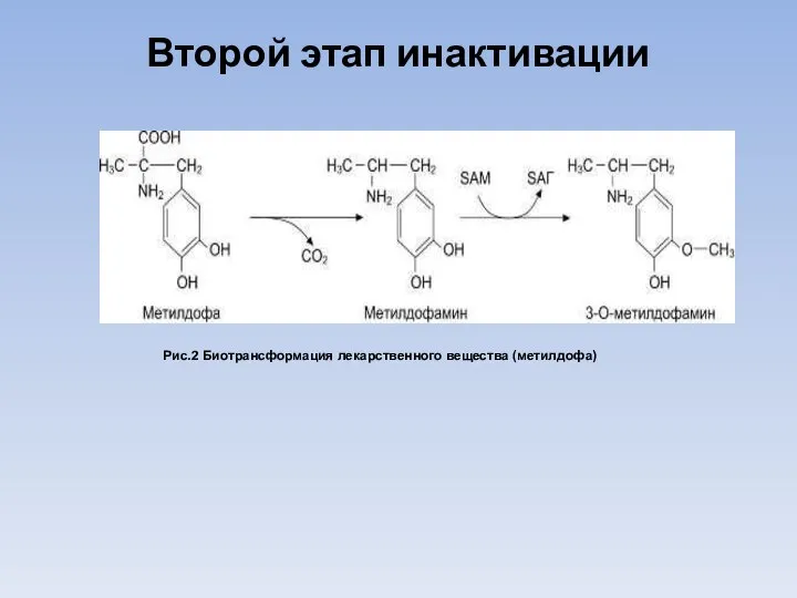 Рис.2 Биотрансформация лекарственного вещества (метилдофа) Второй этап инактивации
