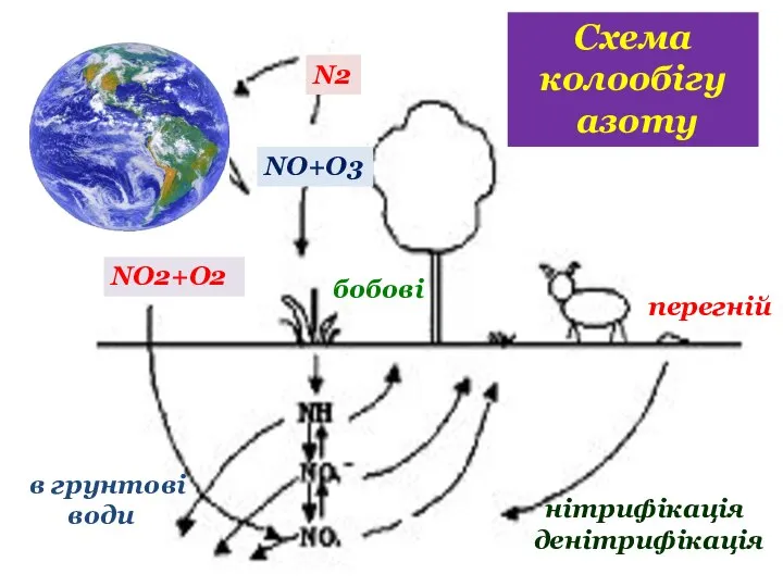 N2 NО2+О2 NО+О3 перегній бобові нітрифікація денітрифікація в грунтові води Схема колообігу азоту
