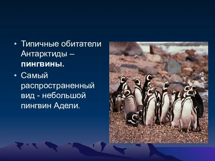 Типичные обитатели Антарктиды – пингвины. Самый распространенный вид - небольшой пингвин Адели.