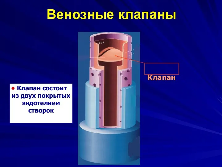Клапан Клапан состоит из двух покрытых эндотелием створок Венозные клапаны