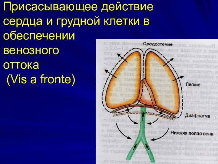 Присасывающее действие сердца и грудной клетки в обеспечении венозного оттока (Vis a fronte)