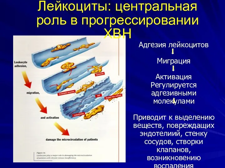 Адгезия лейкоцитов Миграция Активация Регулируется адгезивными молекулами Приводит к выделению веществ,