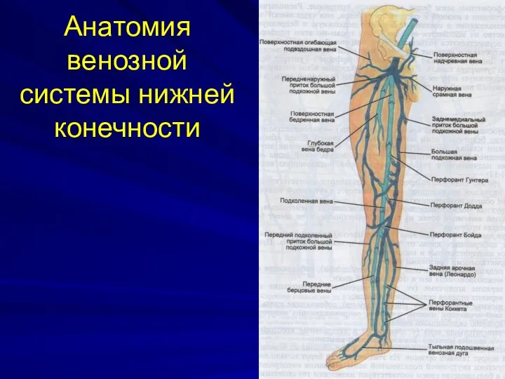 Анатомия венозной системы нижней конечности