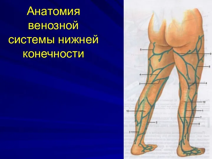 Анатомия венозной системы нижней конечности