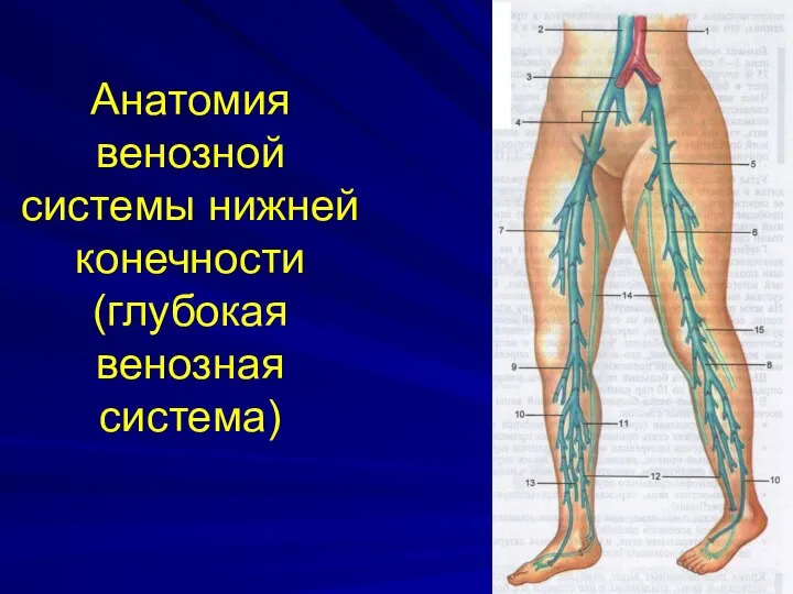 Анатомия венозной системы нижней конечности (глубокая венозная система)