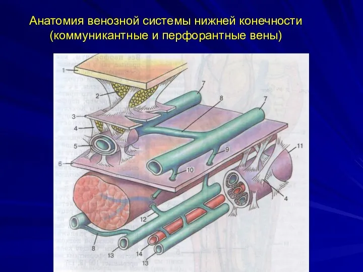 Анатомия венозной системы нижней конечности (коммуникантные и перфорантные вены)